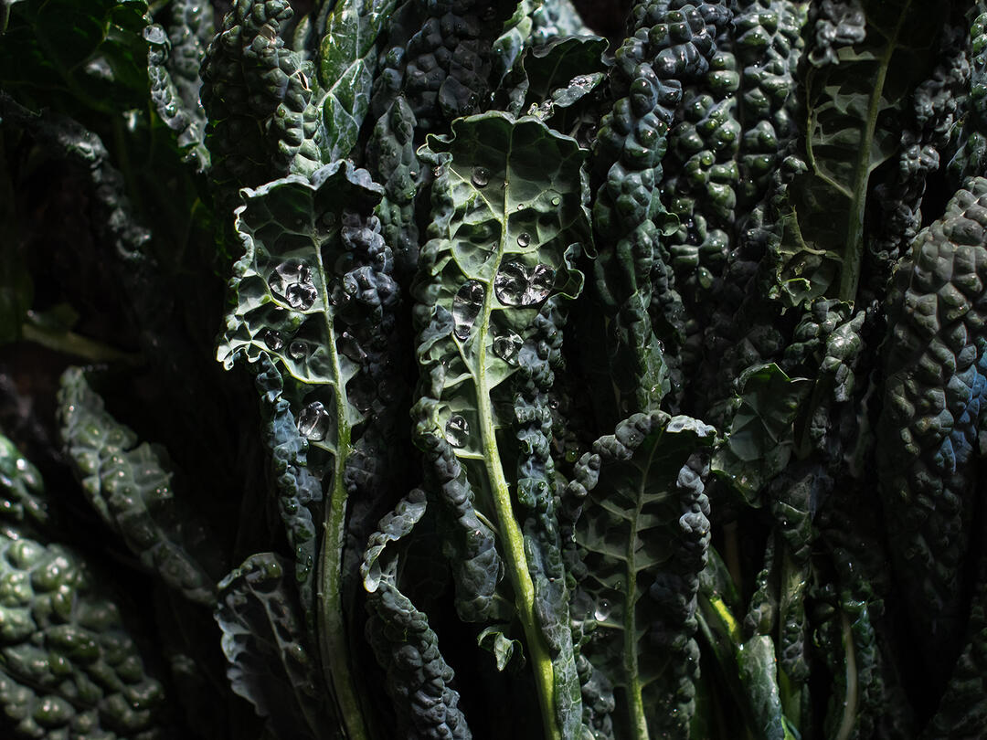 Washed Coleman Family Farms kale with droplets of water.